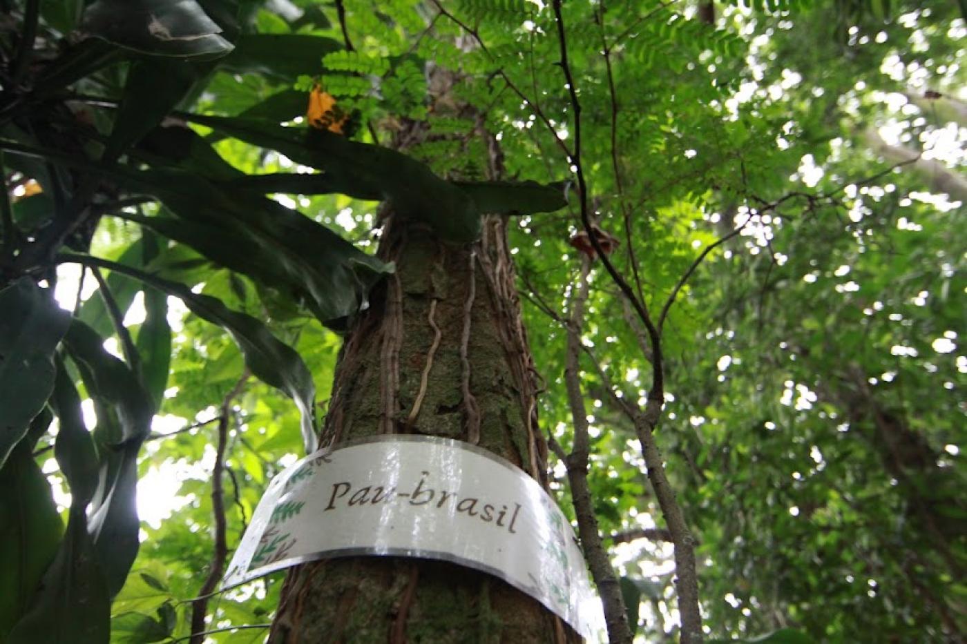 Plant a Tree in the Rainforest